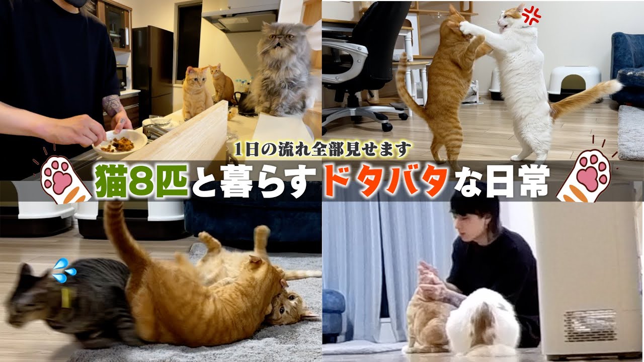 個性豊かな猫たちと暮らす20代下僕のワンオペルーティン