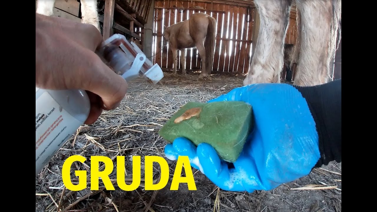 Gruda, czyli bakteryjne zapalenie skóry konia, jak sobie z nim poradzić?