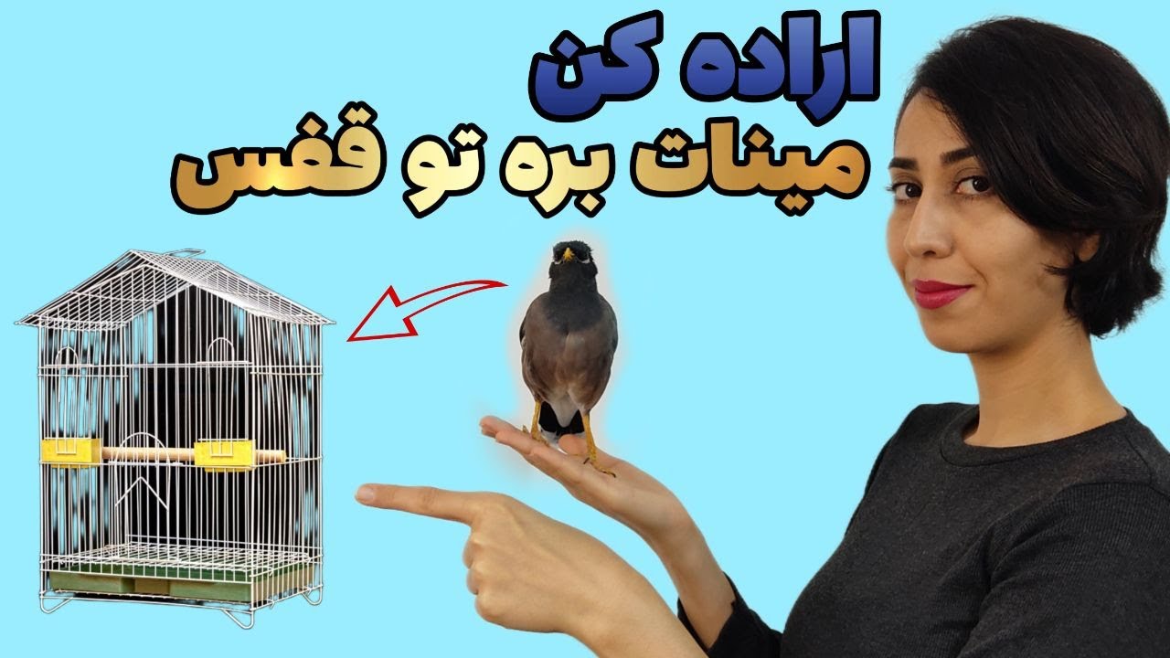 آموزش برگرداندن مینا تو قفس/چیکار کنیم مینا راحت بره تو قفس🐦