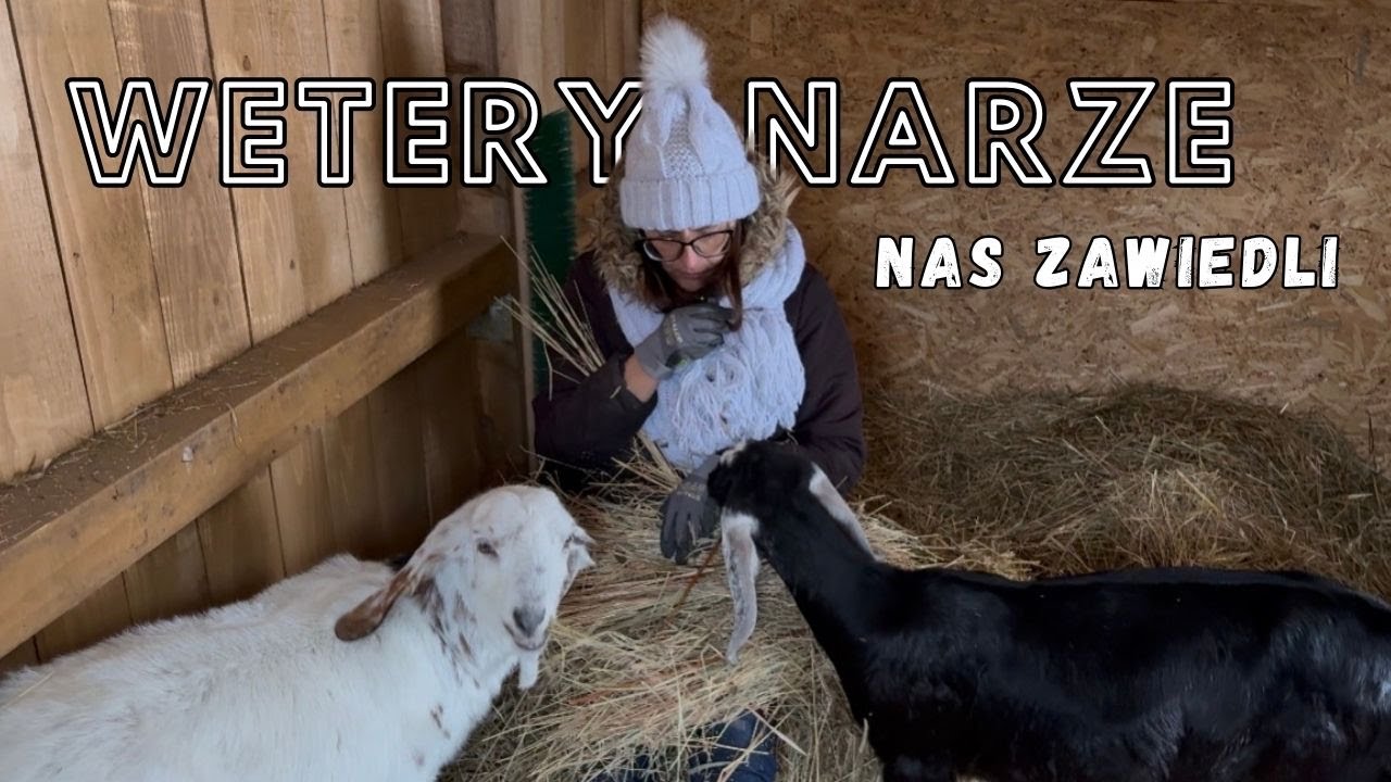 DLACZEGO NASZA KÓZKA ODESZŁA? Poznajcie tę historię 🤎