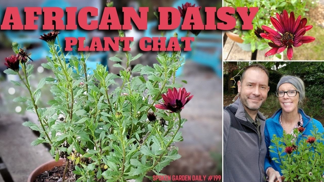 💗 African Daisy Plant Chat - SGD 199 💗