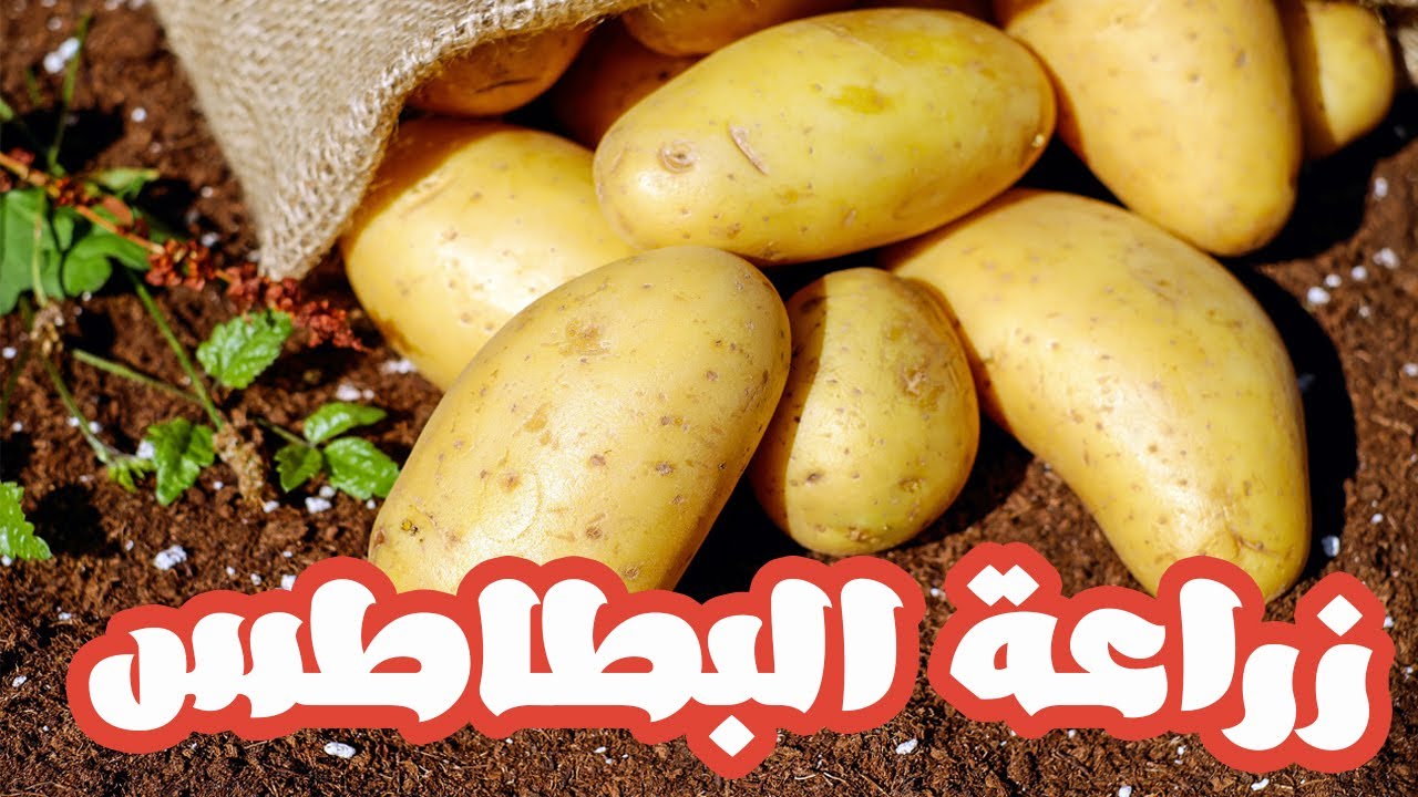 ازرع بطاطس في بلكونة بيتك  باسهل طريقة