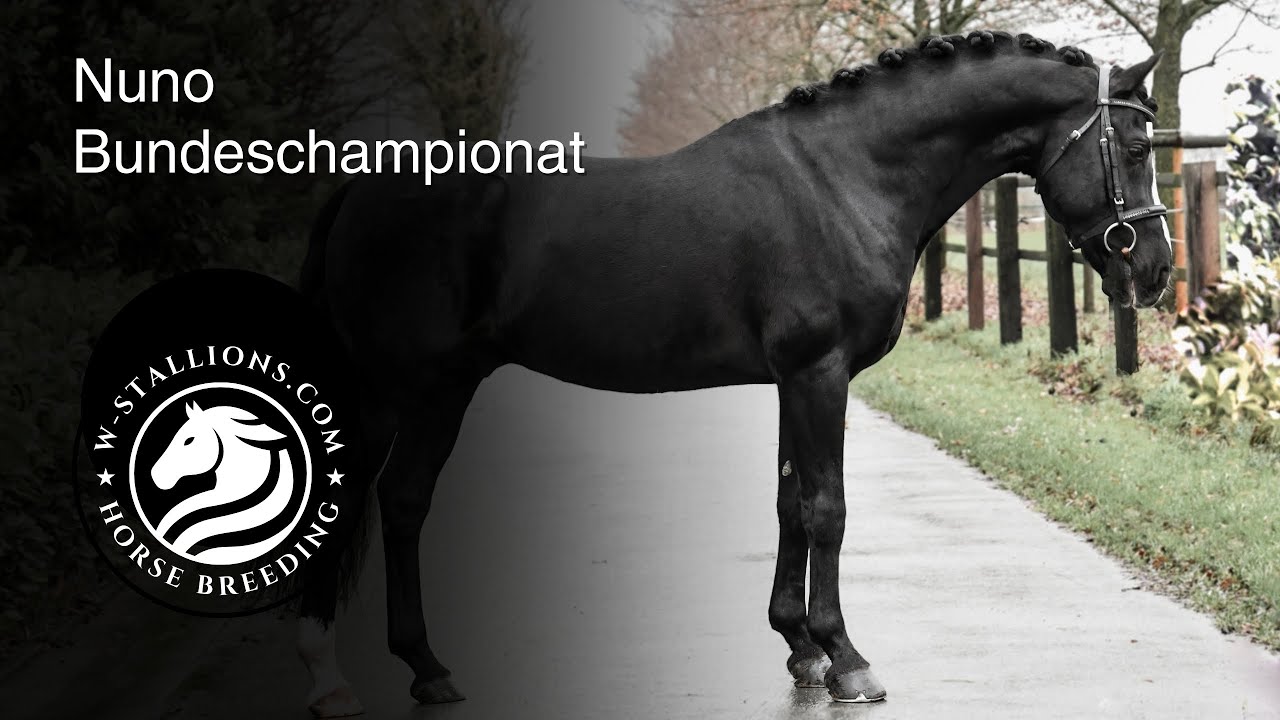 Nuno und Marie auf dem Bundeschampionat I W-STALLIONS.COM