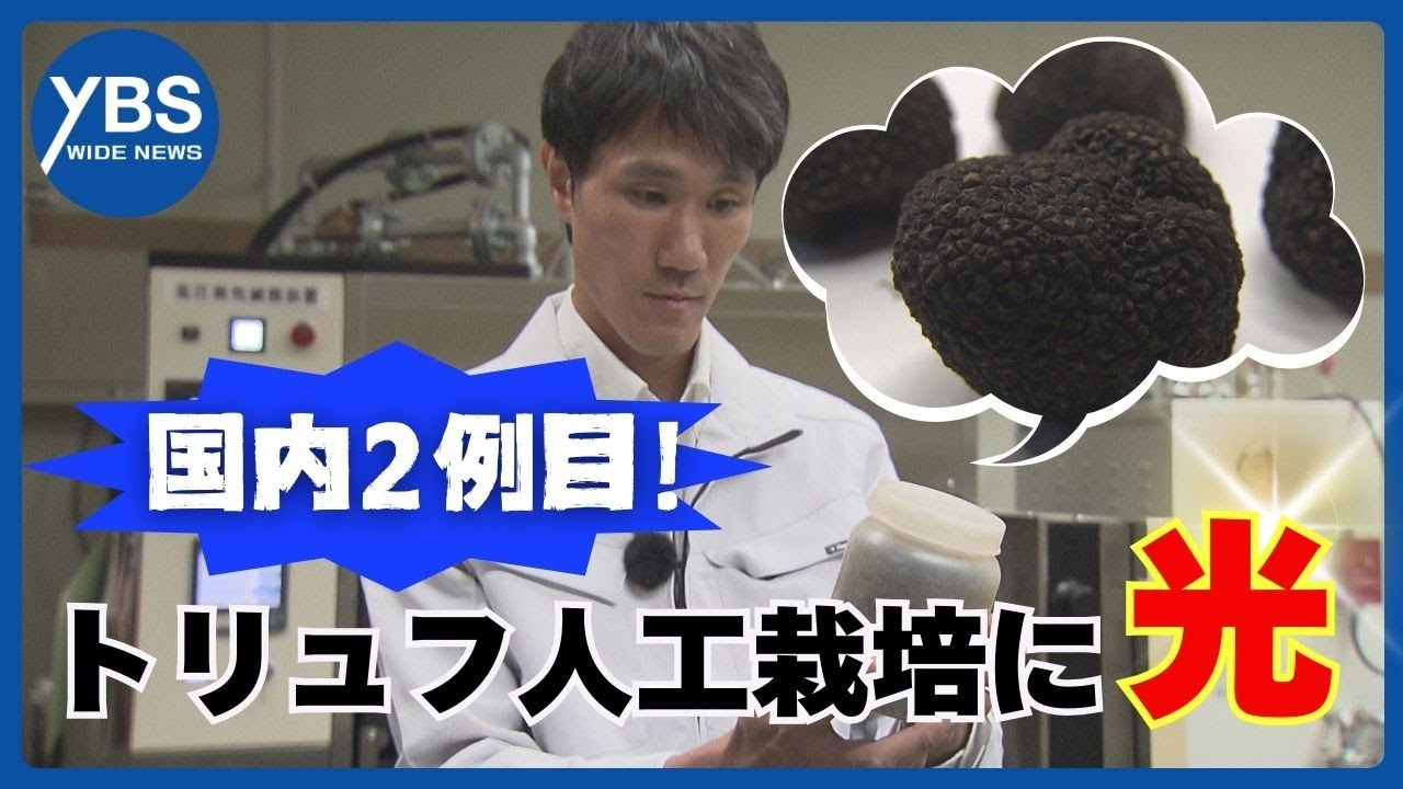【トリュフ】国内２例目！人工栽培を安定的に　産地化目指す研究者の思い