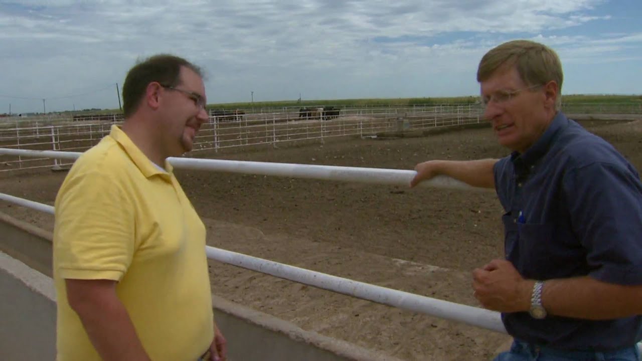 The Effects of Feeding Distillers Grains to Cattle