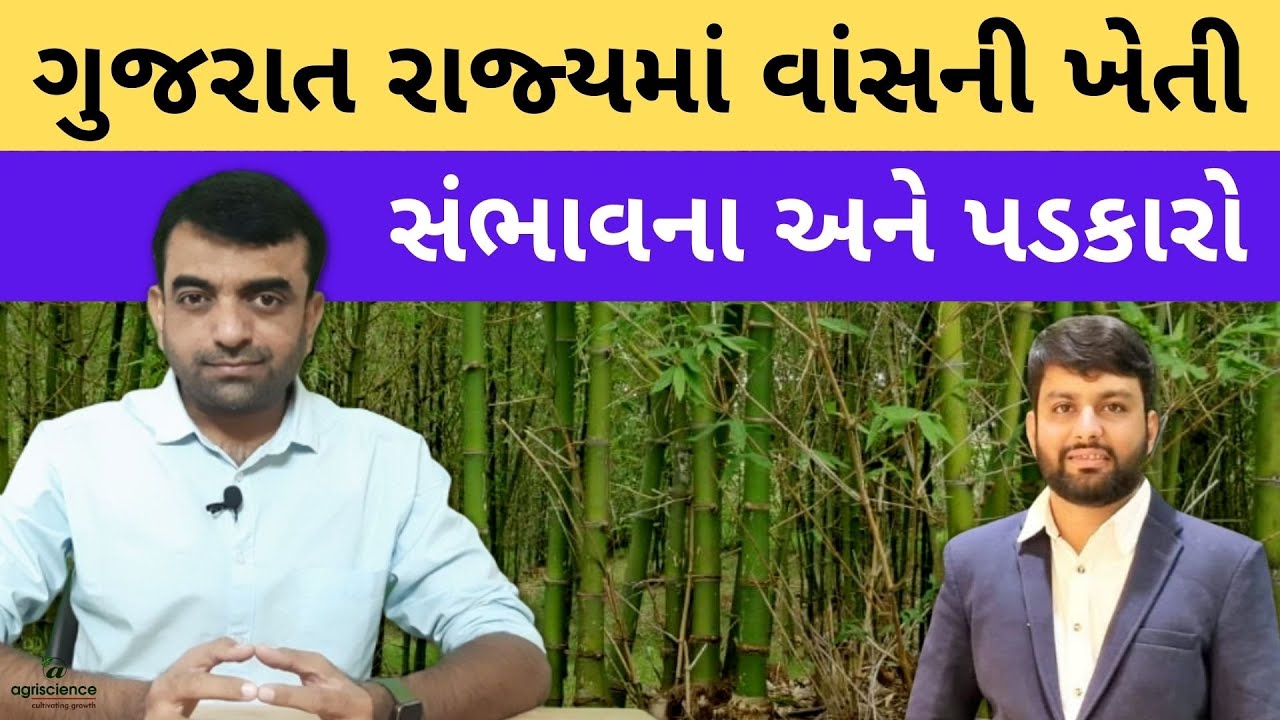 ગુજરાતમાં વાંસની ખેતી | Bamboo Farming | Agriscience