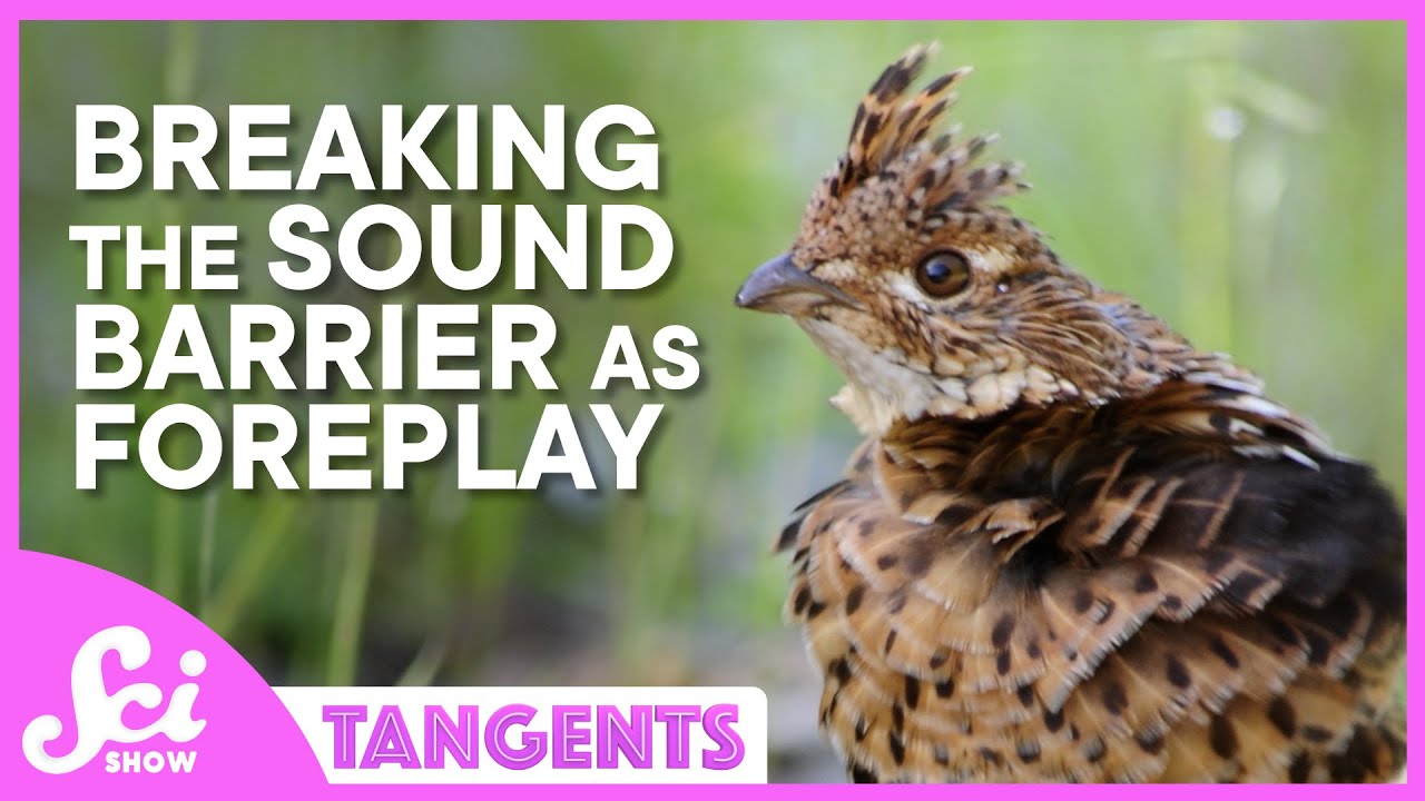 Waves | SciShow Tangents Classics Podcast
