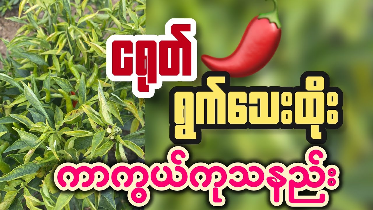 ရွက်သေးထိုးပြဿနာ ဖြေရှင်းနည်း #soemoejuly #agriculture #agriculturefarming #knowledge #myanmar 