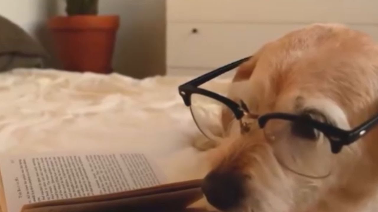 Humanizar a las mascotas: cuándo el exceso de cariño se vuelve un riesgo