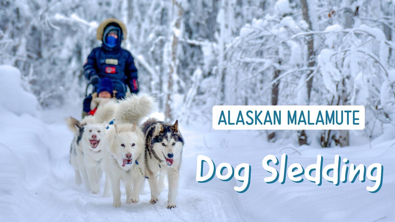 Dog Sledding with Alaskan Malamutes // 4K HDR