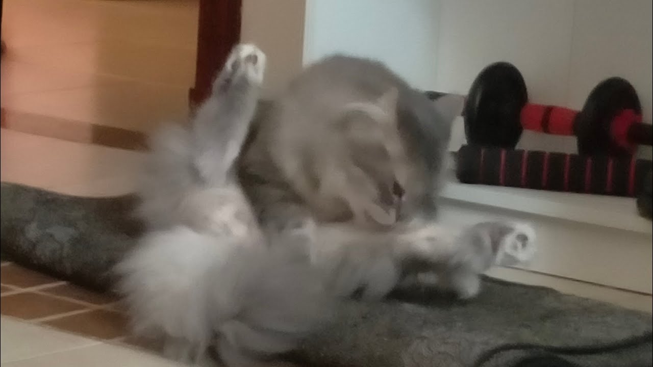My cat is gray and I love him