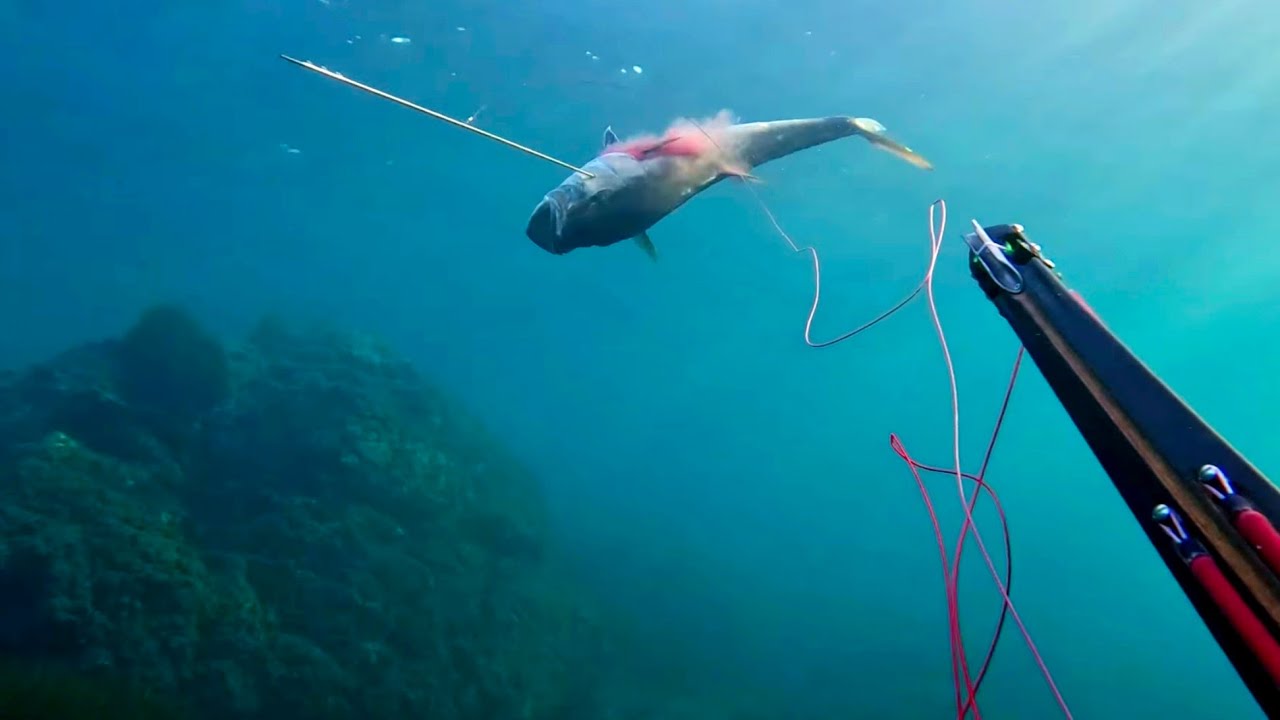 Chasse sous-marine Méditerranée décembre 2025 - Sériole 25 kg