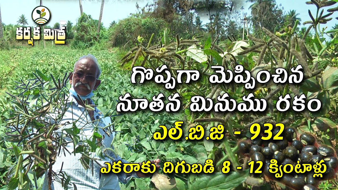 ఎల్.బి.జి - 932 మినుము రకం సాగుతో సత్ఫలితాలు || New Black gram Variety LBG - 932 || Karshaka Mitra