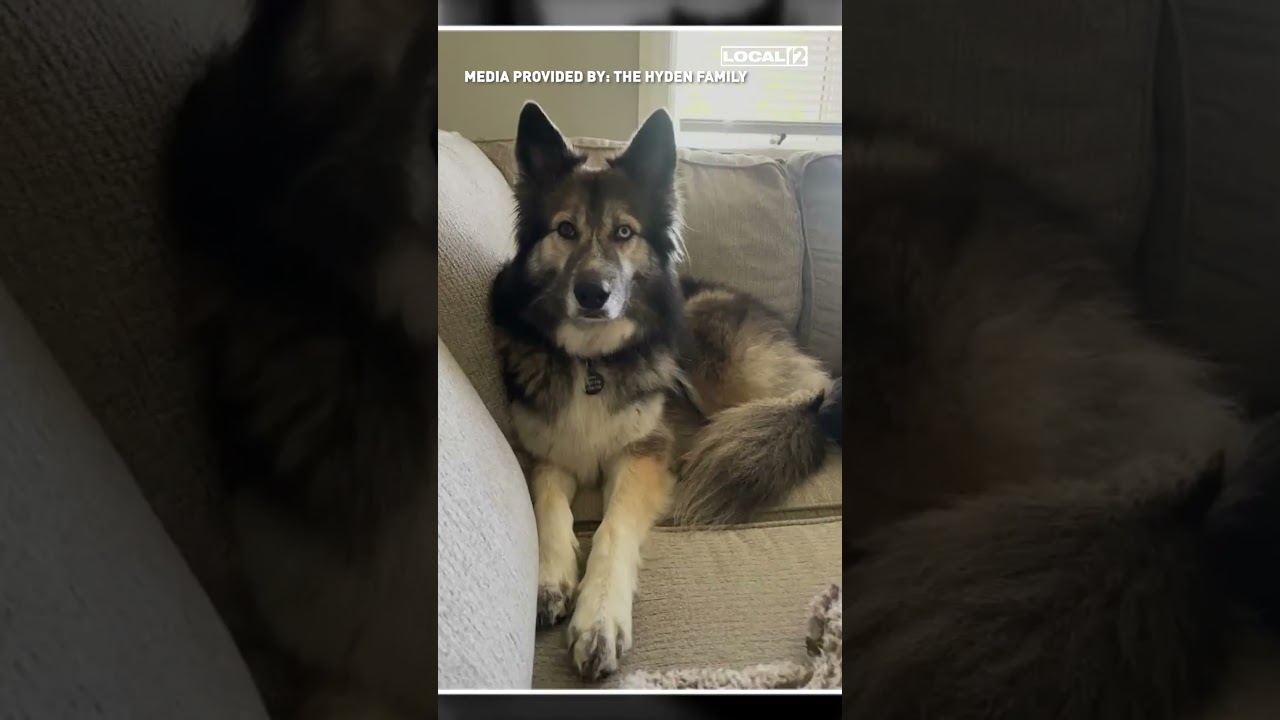 Firefighters rescue trapped dog under a home