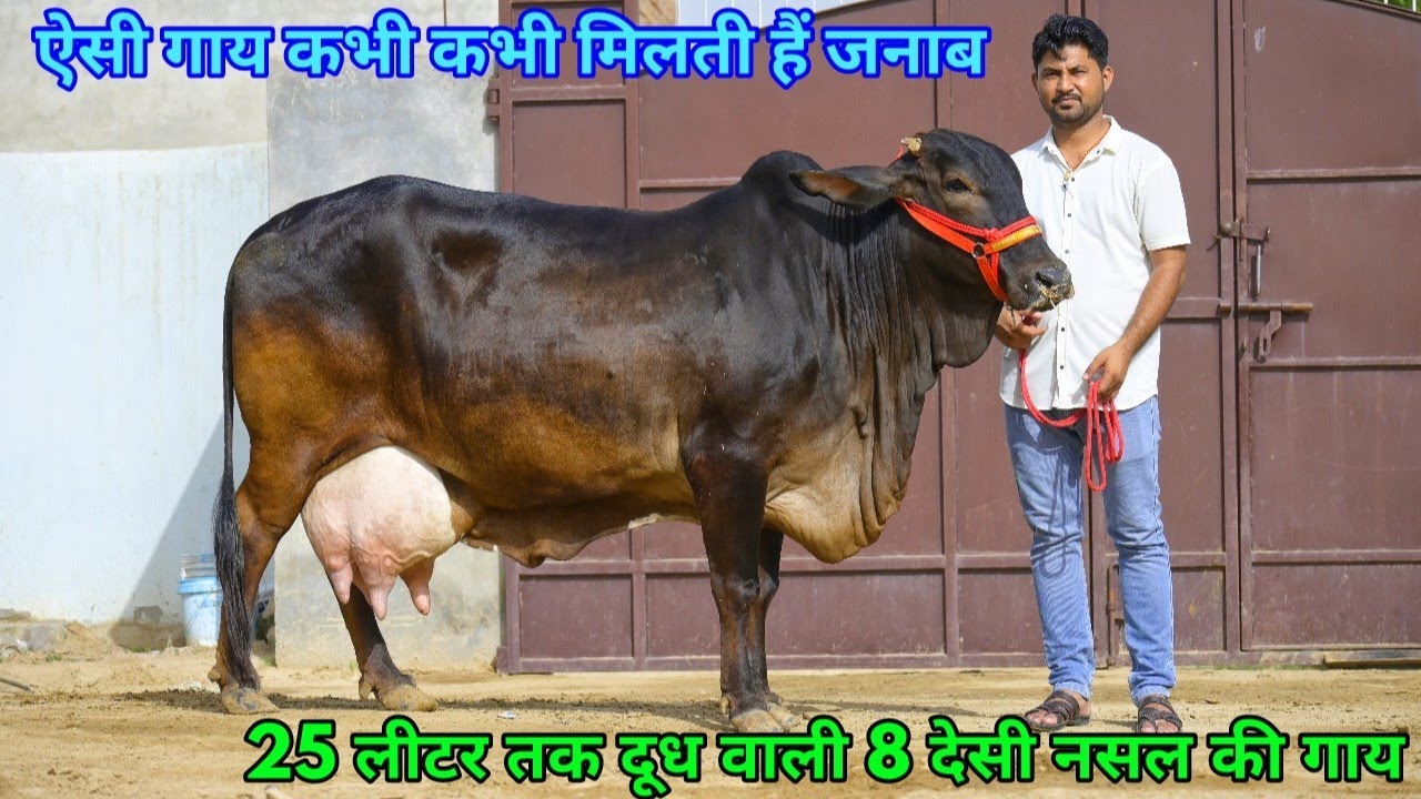 15 से 25 लीटर तक दूध की 8 गाय बिकाऊ। सभी एक से बढ़कर एक। High level Milking Cows Available for sale