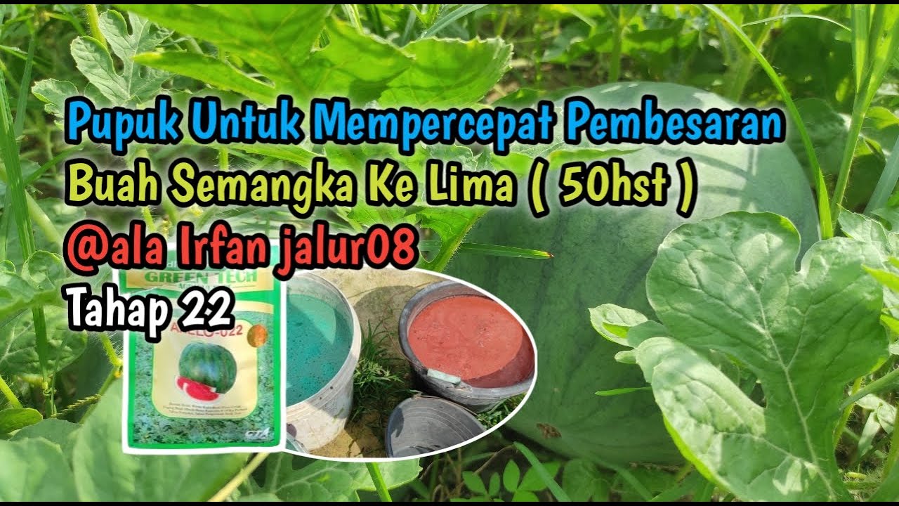 Pupuk Penutup Untuk Mempercepat Pembesaran Buah Semangka ( 50hst ) @ala Irfan jalur08
