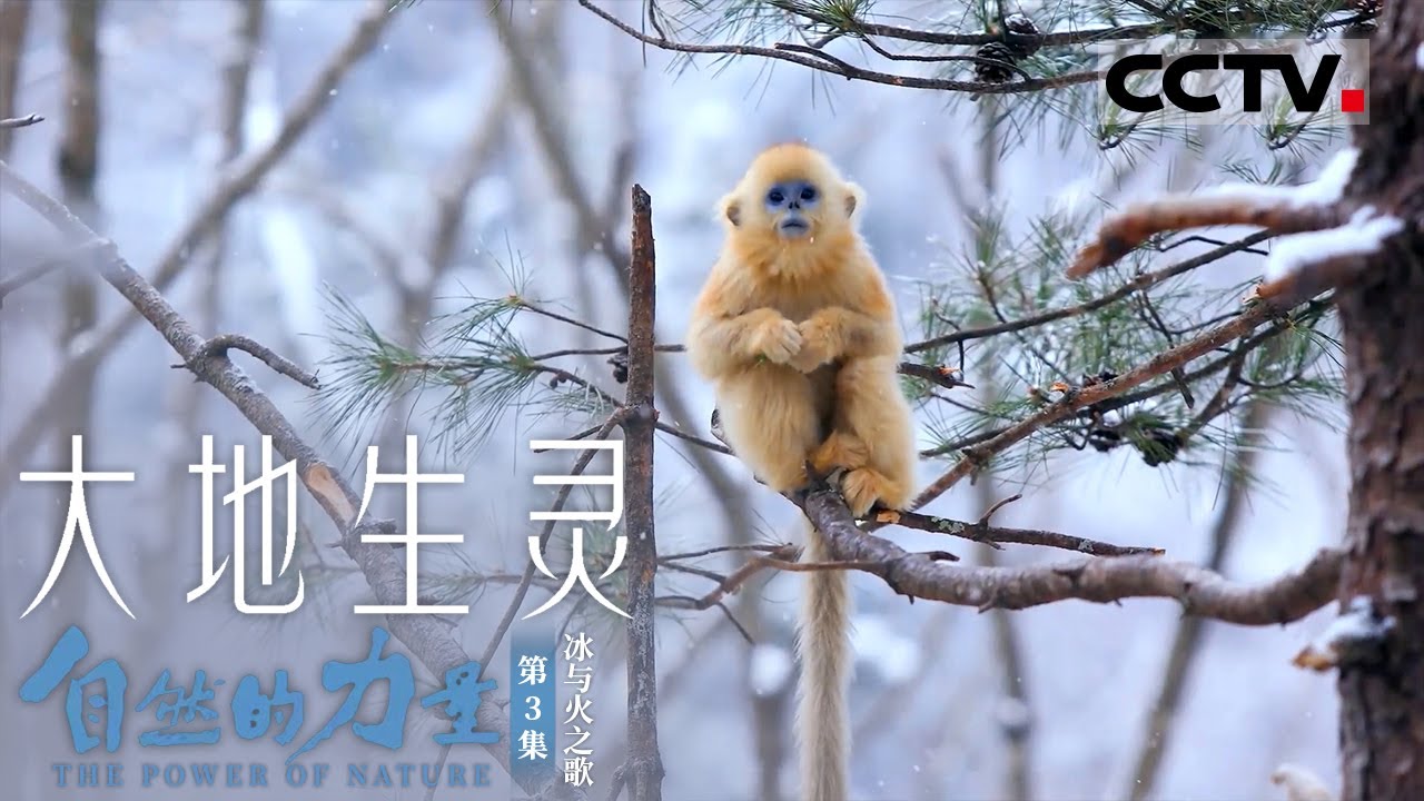 《自然的力量·大地生灵》第3集《西游记》孙悟空的原型竟然是川金丝猴？原来“大圣”也可以这么萌！The Power of Nature EP3【CCTV纪录】