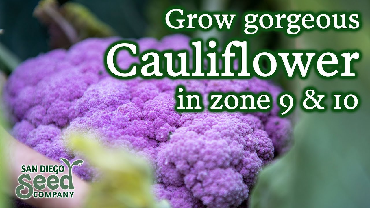 Tips for growing cauliflower from seed for bountiful harvests | Gardening in zones 9 & 10