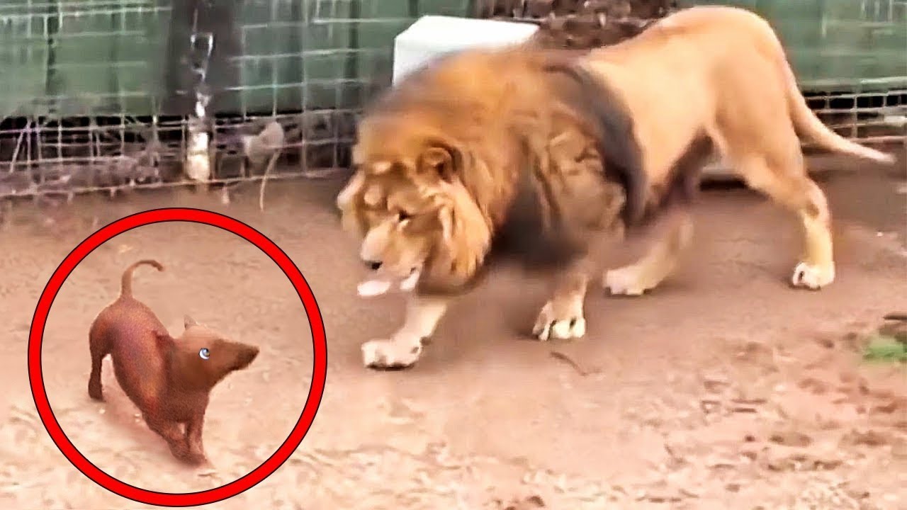 Sie lassen den Hund in den Löwenkäfig. Was geschah, schockierte alle!