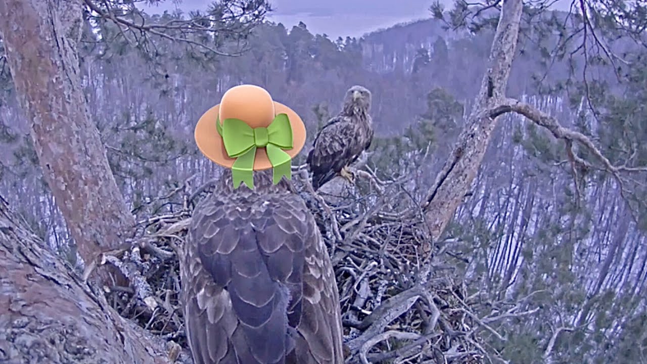 Чулман 🦅 и Дама с кольцами 💍 и пестрым хвостиком  🦅/  Гнездо орлана-белохвоста