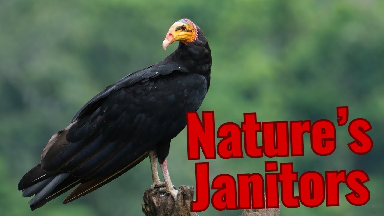 The Evolution and Biology of New World Vultures| Disease Suppressors