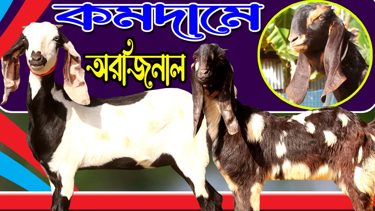 সর্বোনিম্ন দামে পাচ্ছেন আপনার পছন্দের উন্নত হাই কোয়ালিটি সুপার মানের ছাগল | Goat Farm in Bangla