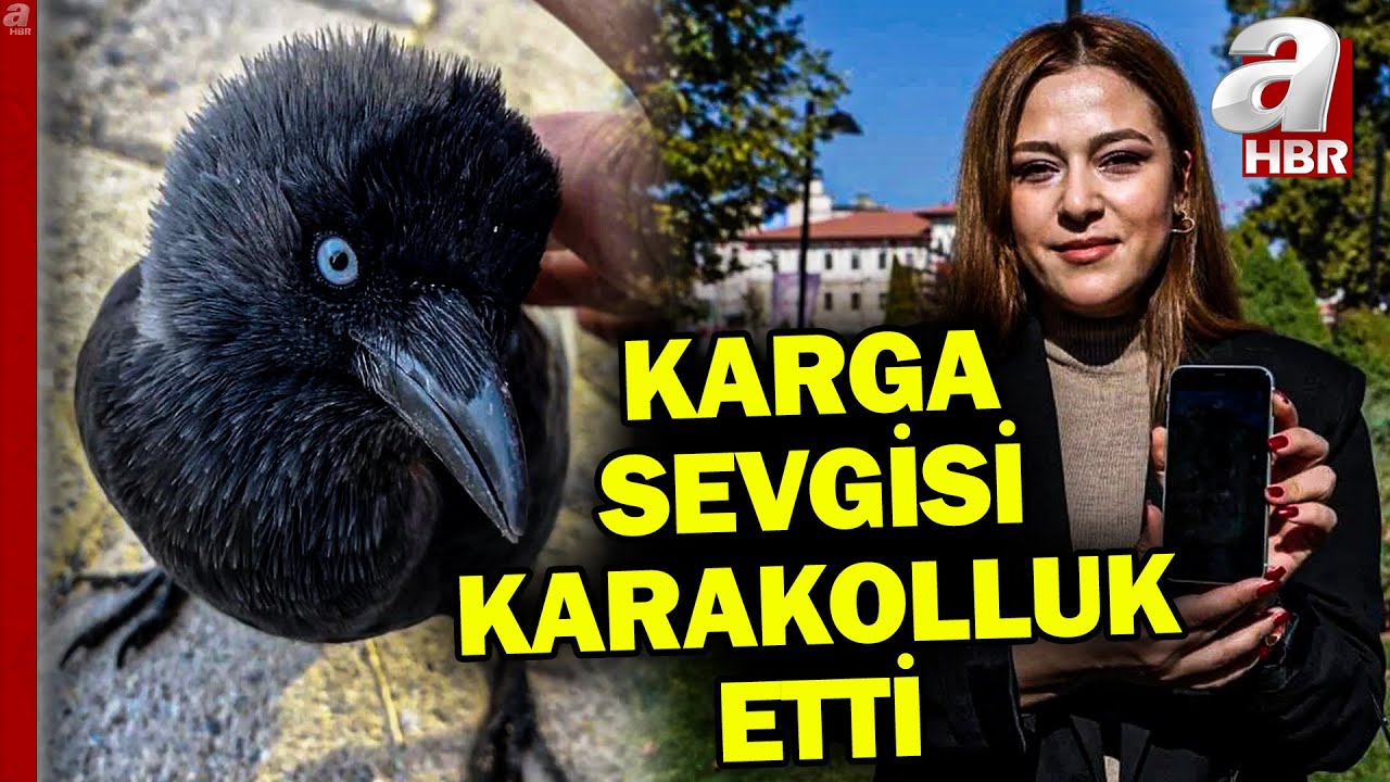 'Karga videosu' karakolluk etti! 'Çalıntı karga' iddiası | A Haber