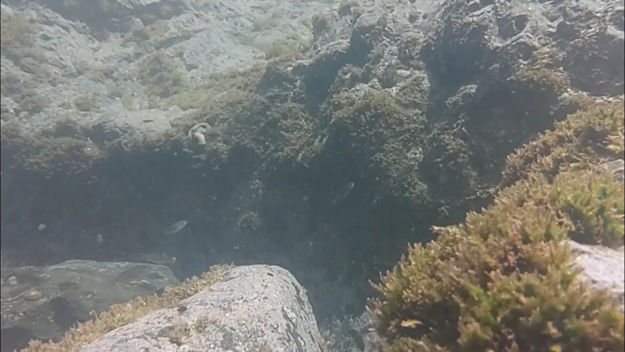 湘南の初夏の海中