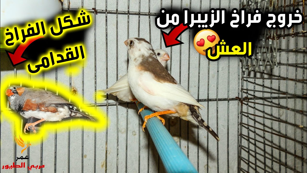 خروج فراخ الزيبرا من العش