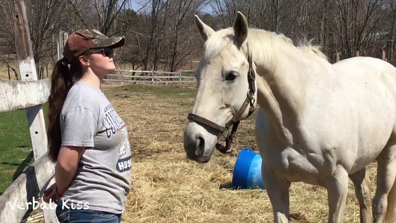 My Lovely Horse