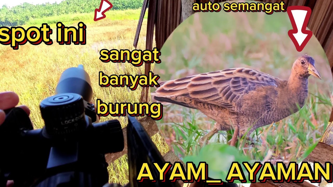 🔴 Berburu burung sawah yang sangat langka.‼️burung ayam ayaman‼️❗️