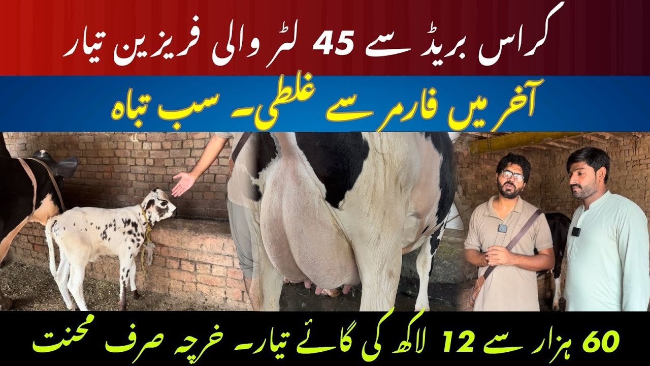 Cross breed say 45 liter wali cow tiar II Famer ne 60 hazar say 12 lac ki cow tiar kr li 