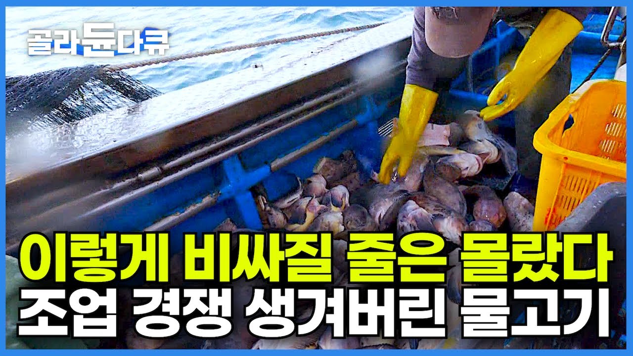 딱 3개월만 풍어! 이렇게 비싸질 줄은 몰랐다! 잡는 족족 버려지다 이제는 조업 경쟁까지 생겨버린 물고기┃부르는 이름은 달라도 맛은 일품!┃만선 꼼치잡이┃바닷가 사람들┃#골라듄다큐