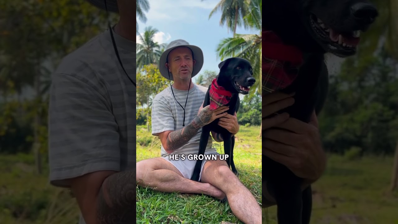Larry has found his forever home 🥰❤️ #dogshorts