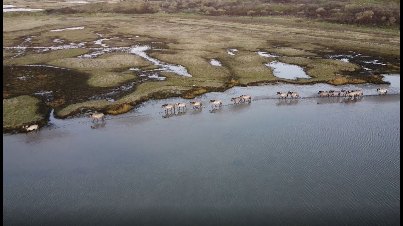 Texel, Christmas 2019: Wild Horses at the Slufter