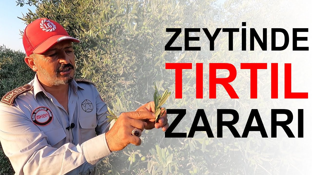 Zeytin Fidan Tırtılı Teşhisi, Zararı ve Mücadelesi