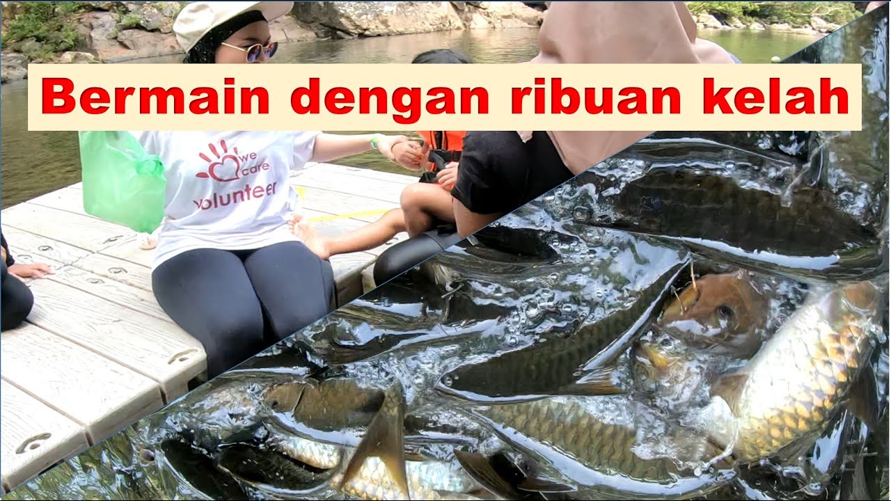 Kelah Sanctuary | Kenyir Lake Malaysia