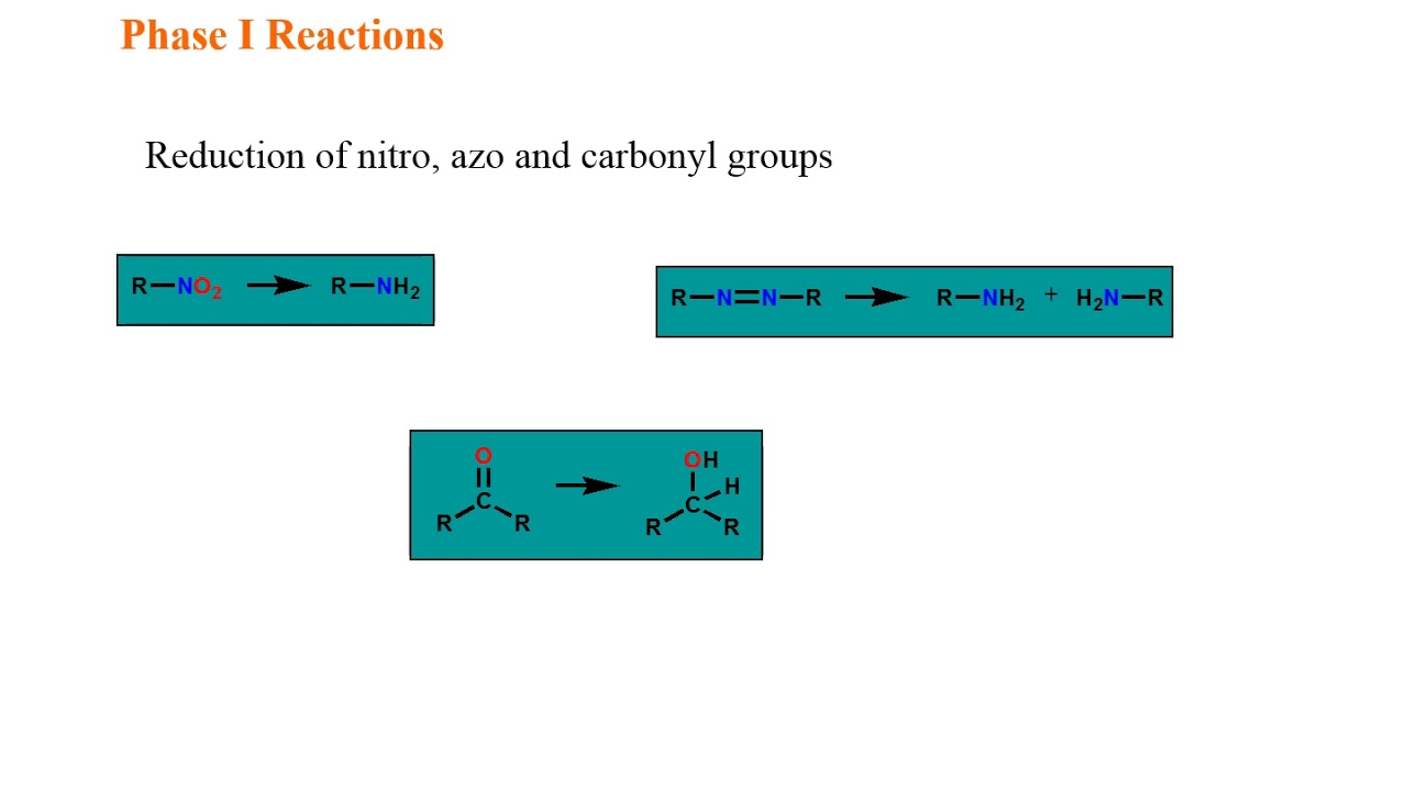Drug Metabolism: Phase I and Phase II