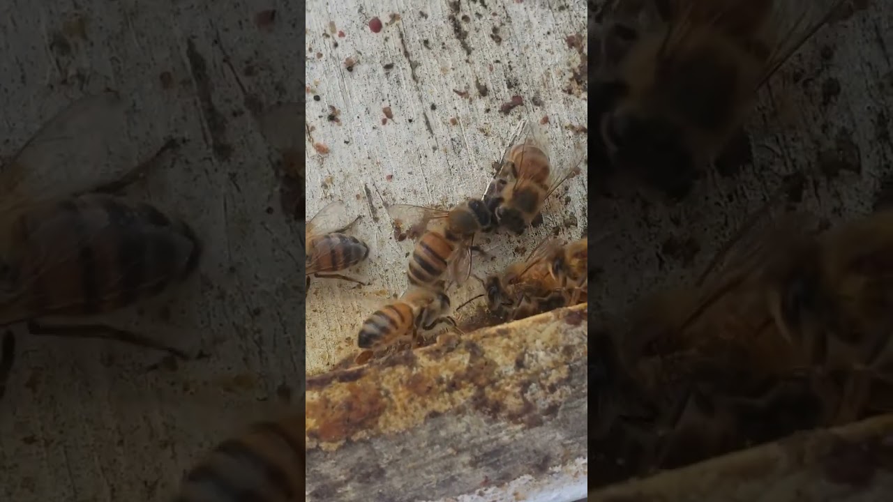 Hive Beetle Attack!