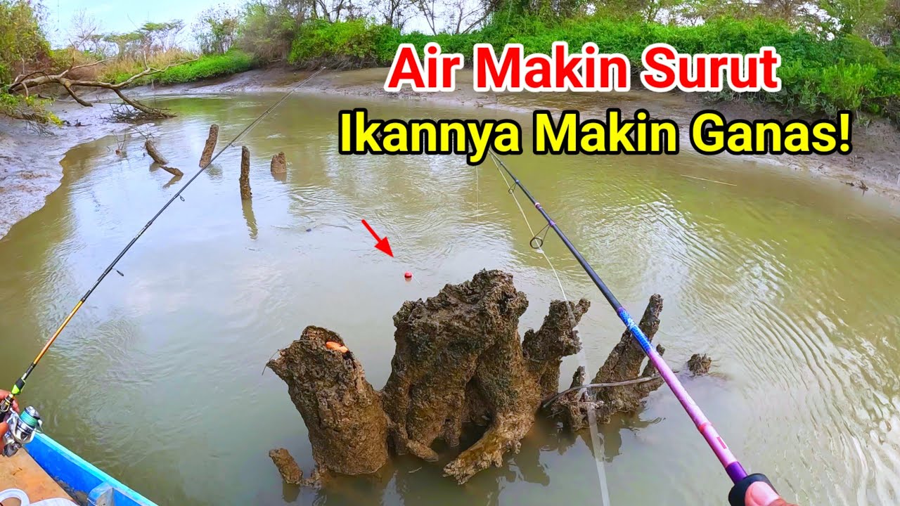 Airnya Makin Surut! Ikannya Makin Ganas - Mancing Kakap Putih