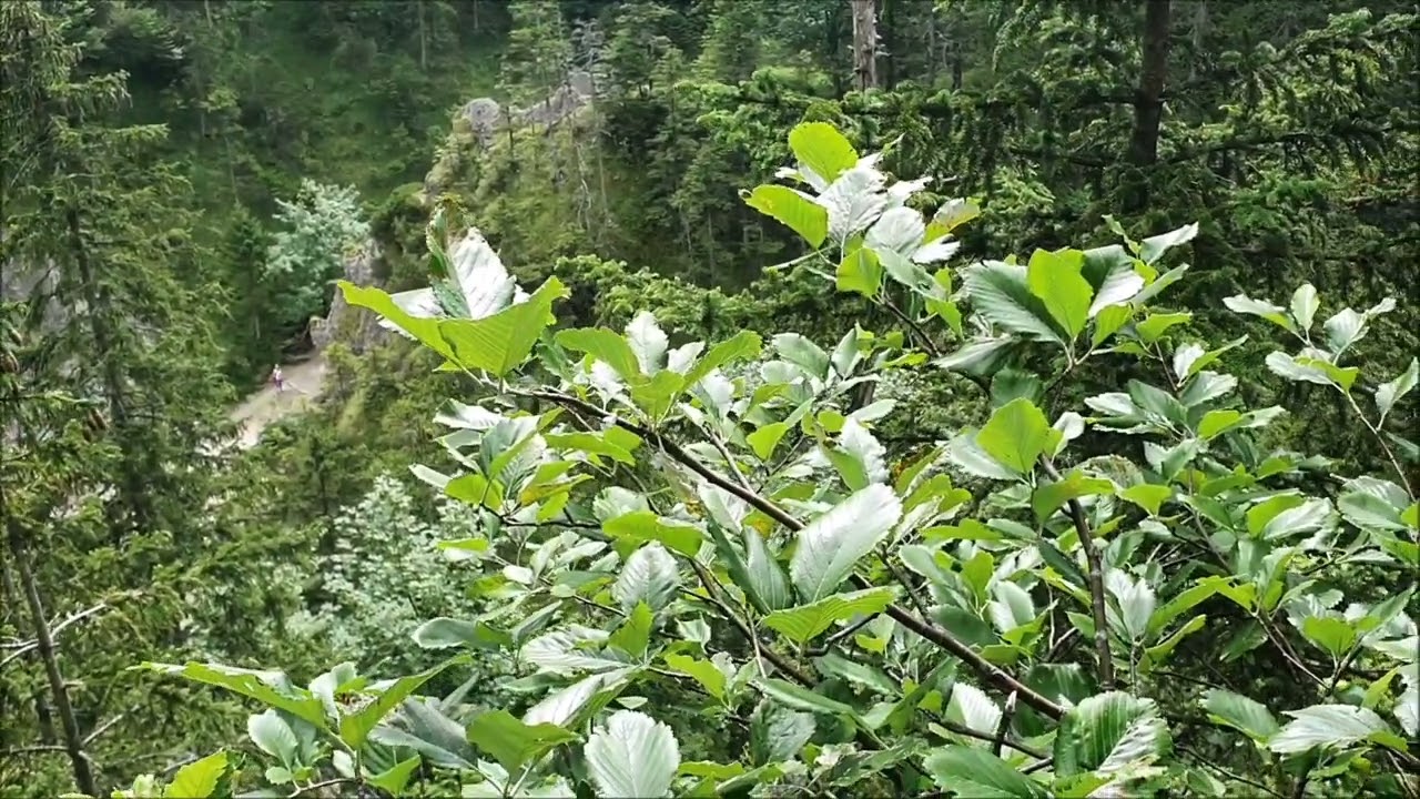 #tatryodręki &ndash; Jarząb mączny