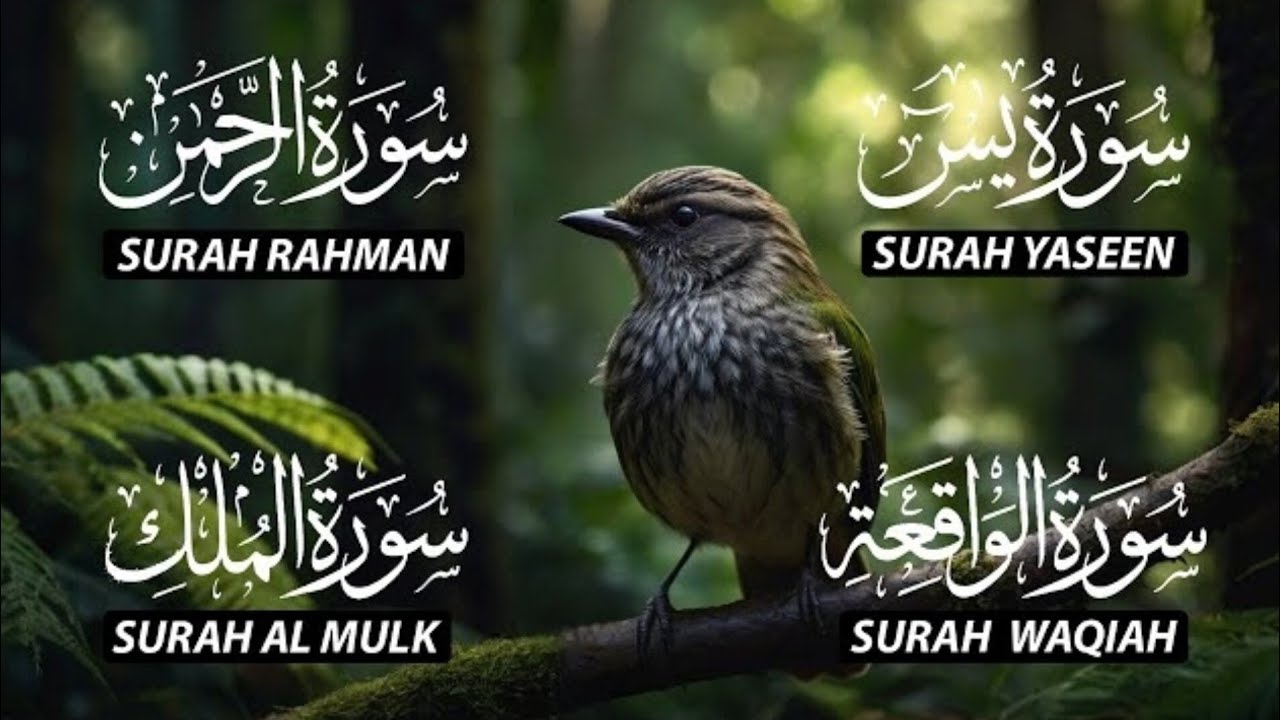 Surah Yasin ❤️ Surah Rahman ❤️ Surah Waqia ❤️ Surah Mulk | DAILY MANZIL 656 |beautiful Quran tilawat