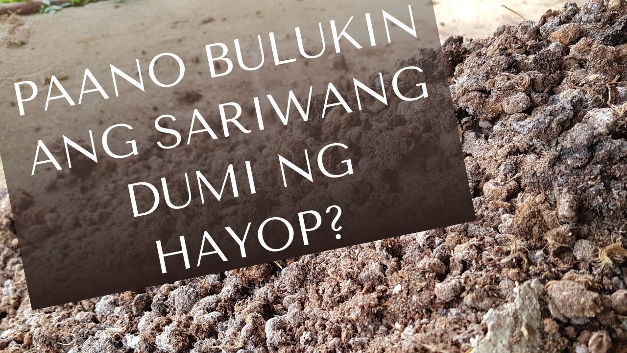 Paano Bulukin ang Sariwang Dumi ng Hayop?