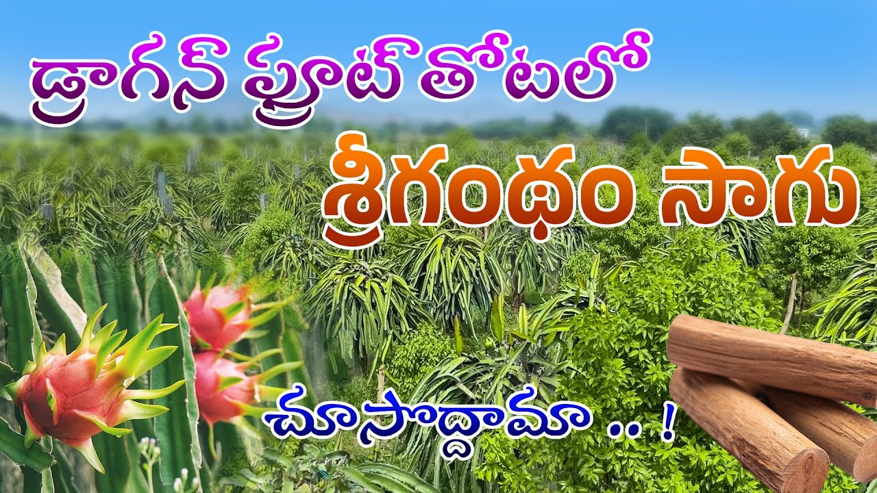 డ్రాగన్ ఫ్రూట్ తోటలో శ్రీగంథం సాగు చూసొద్దామా || Dragon Fruit || Sandal Wood