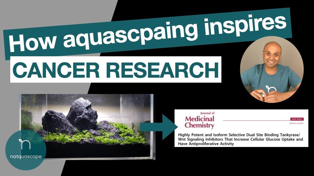 How aquascaping inspires cancer research | why I aquascape (2020)