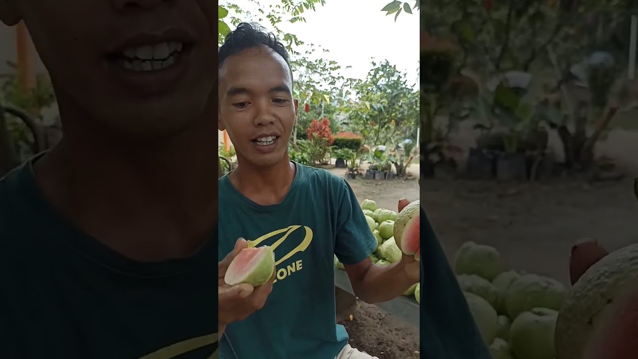 jambu Red Diamond
