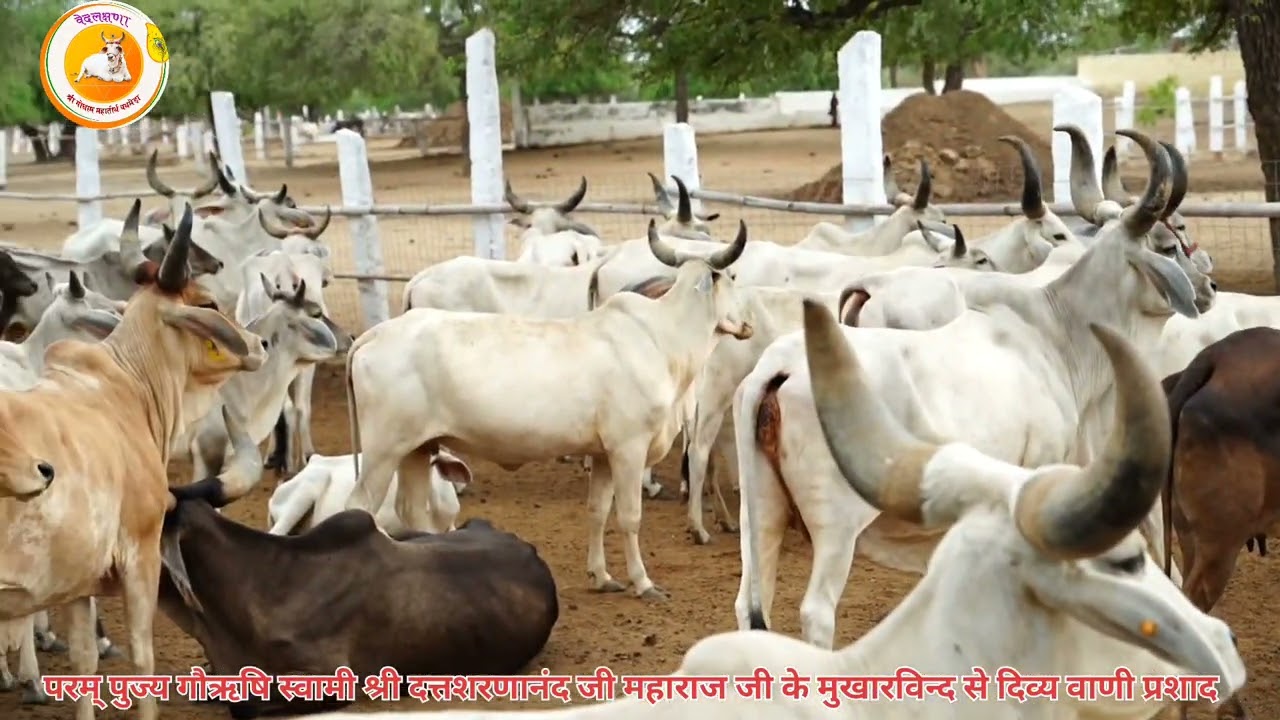 *श्रद्धेय गोऋषि स्वामी श्री दत्तशरणानंदजी महाराज* की गोसेवामय वाणी में प्रसाद।