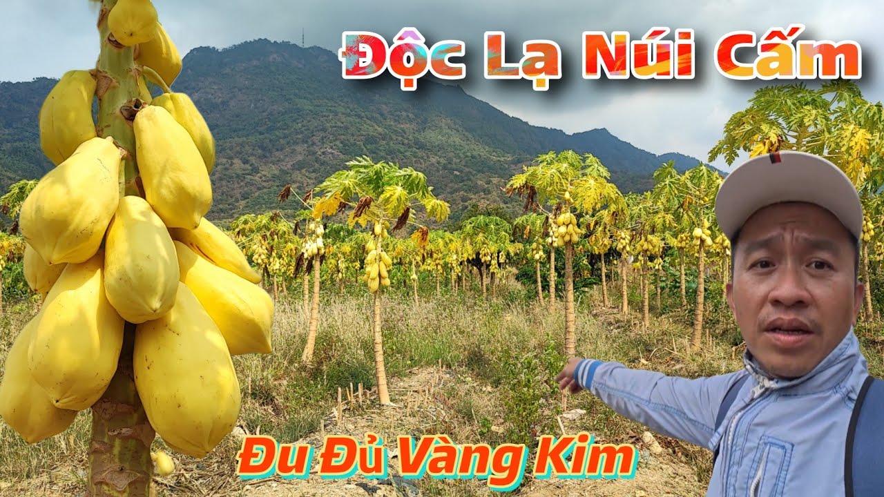 Núi Cấm Xuất Hiện Vườn Đu Đủ Vàng Kim Độc Lạ Ngày Giáp Tết 2026