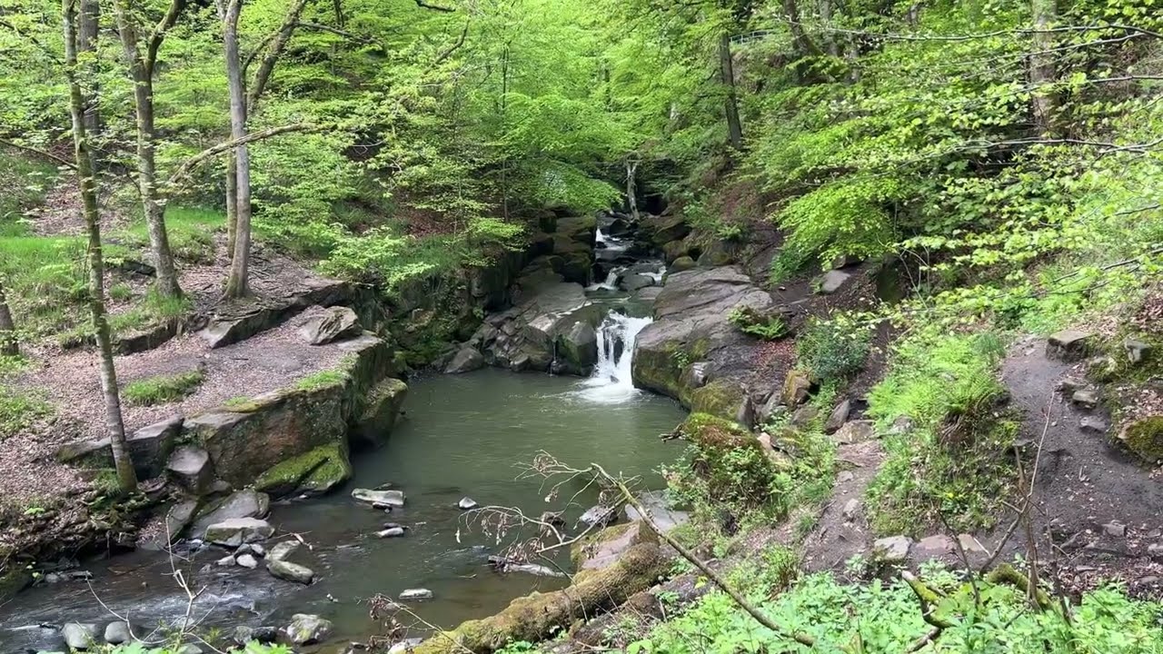 Healey Dell Nature Reserve | beauty of nature with 4K quality