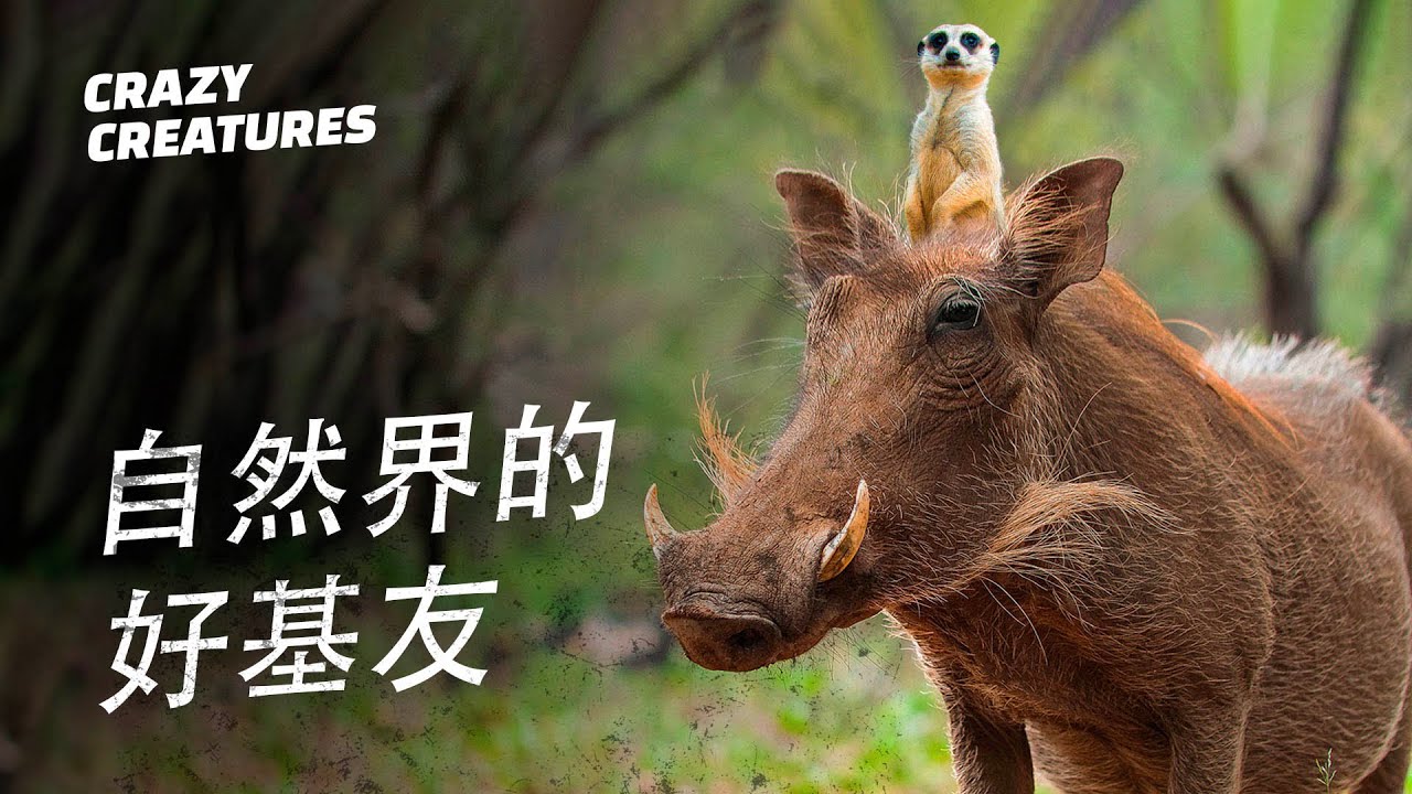 自然界互惠互利的好基友！| 瘋狂生物